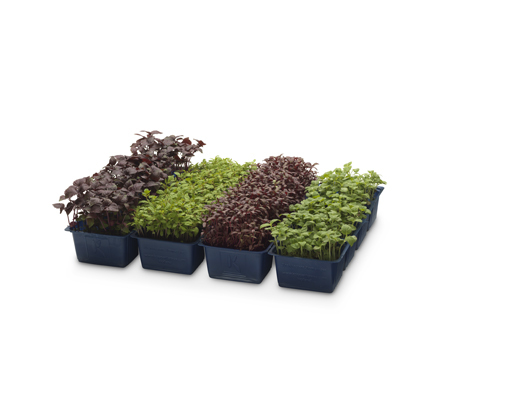 ANL Packaging trays for agriculture ANL Packaging trays for agriculture